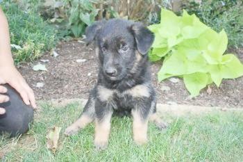 Puppies in PA